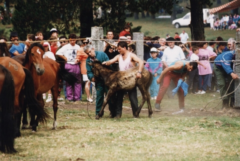 Rapa das bestas en A Curota, 1993