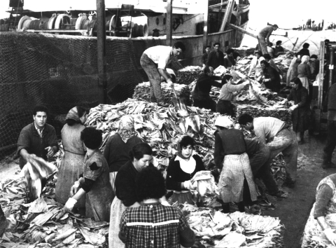 Selección de follas de bacalao na lonxa da Coruña en 1959