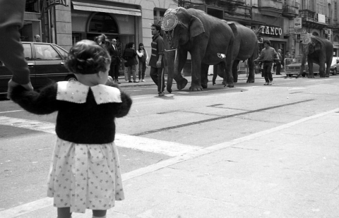 Elefantes paseando por Ourense, 1990